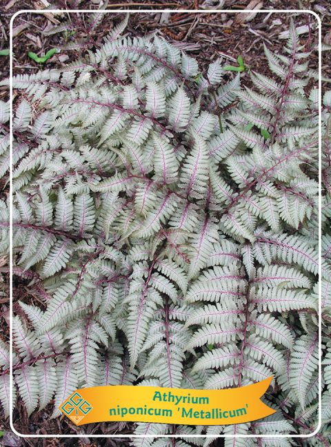 Athyrium niponicum pictum