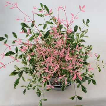 Nandina domestica 'Twilight'