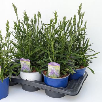 Campanula persicifolia 'Takion Blue'