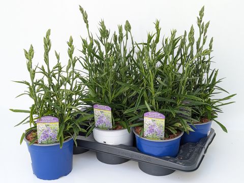 Campanula persicifolia 'Takion Blue'