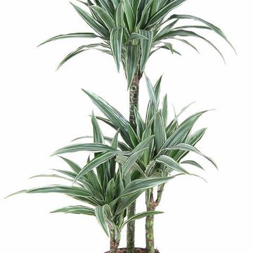 Dracaena fragrans 'Warneckei'