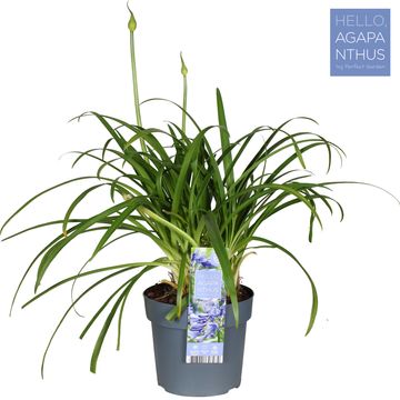 Agapanthus EVERPANTHUS EVER SAPPHIRE