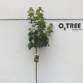Acer platanoides 'Globosum'