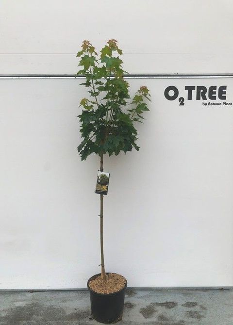 Acer platanoides 'Globosum'