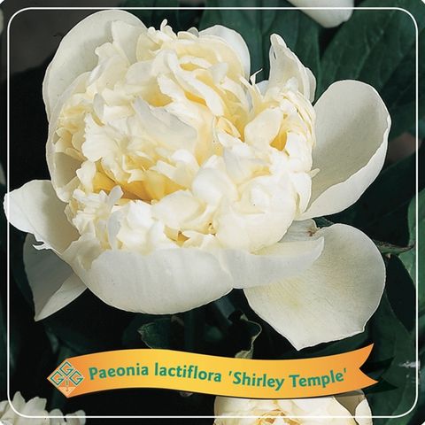 Paeonia 'Shirley Temple'