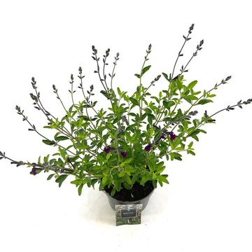 Salvia 'Nachtvlinder'
