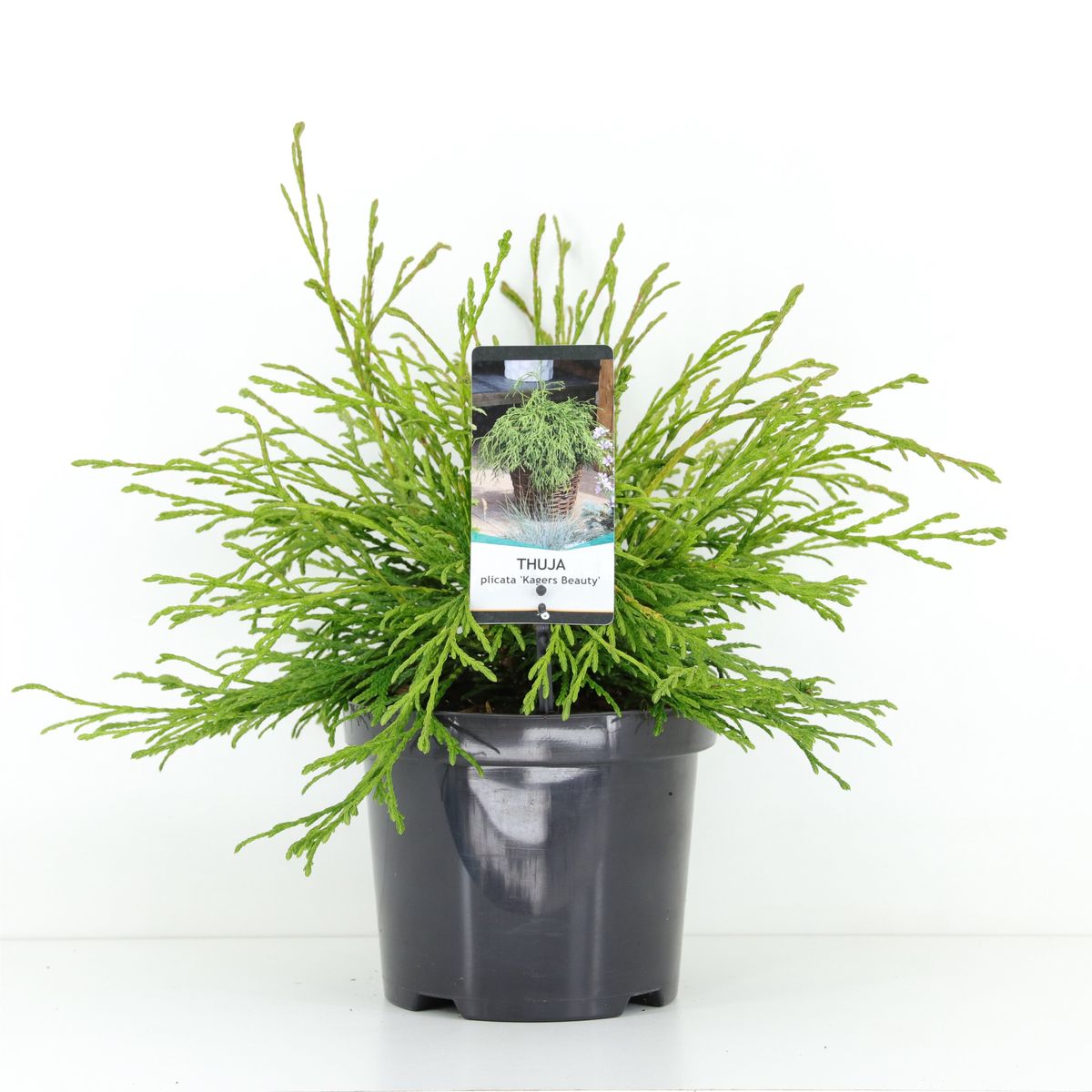 thuja schmal hoch Thuja Smaragd kaufen – schmale Hecke main image 0