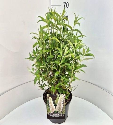 Buddleja davidii 'White Profusion'