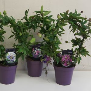 Passiflora MIX