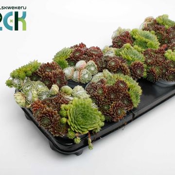 Sempervivum MIX