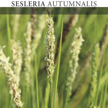 Sesleria autumnalis
