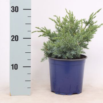 Juniperus squamata 'Blue Swede'