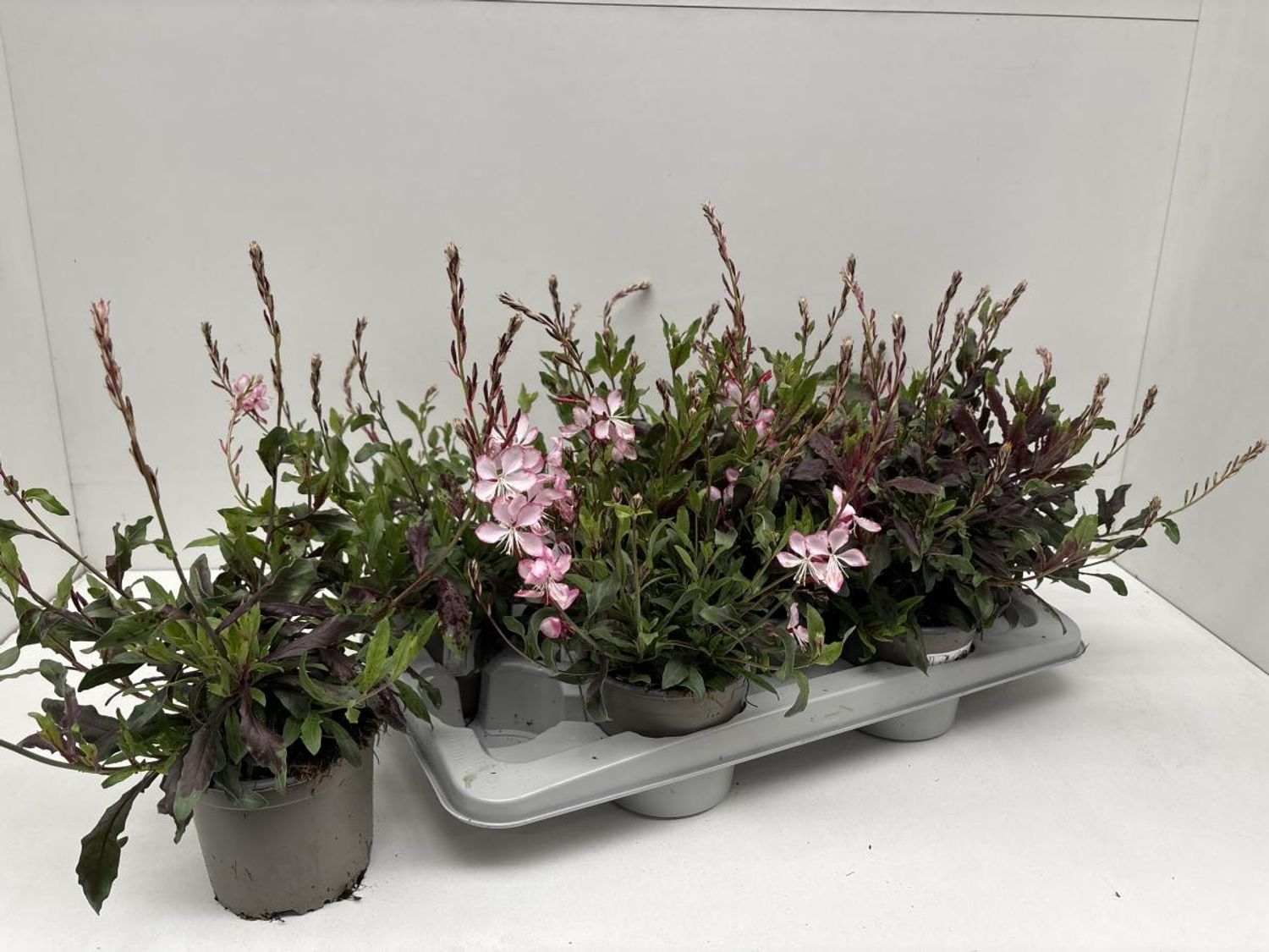 Bugdu Gaura lindheimeri GAURIELLA BICOLOR — Plant Wholesale FlorAccess