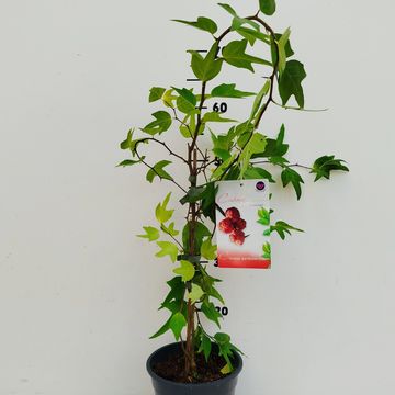 Gurania tricuspidata