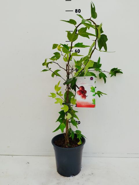 Gurania tricuspidata