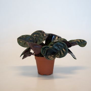 Geogenanthus ciliatus MIDNIGHT PEARL