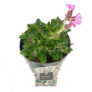 Silene 'Rollies Favorite'