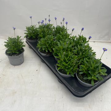 Felicia amelloides FELICITARA BLUE