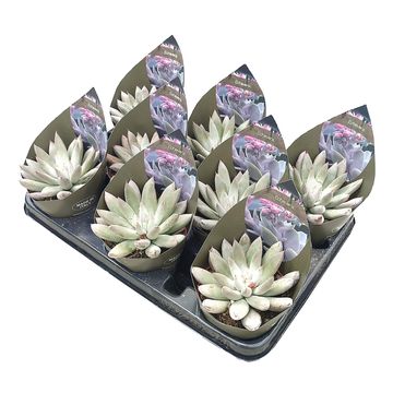 Echeveria tolimanensis