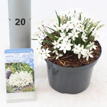 x Rhodoxis FAIRY SNOW