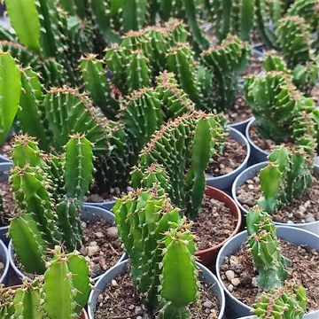 Euphorbia triangularis cristata