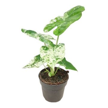 Alocasia macrorrhizos 'Albo Variegata'