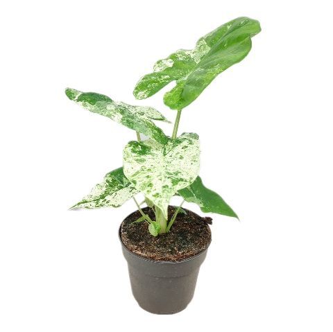 Алоказія macrorrhizos 'Albo Variegata'