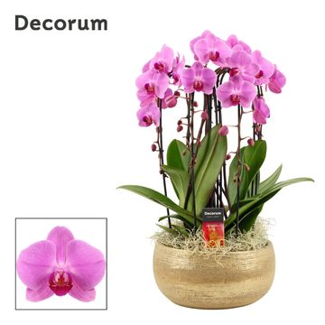 Düzenlemeler Phalaenopsis