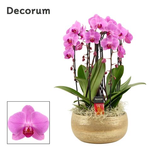 Düzenlemeler Phalaenopsis