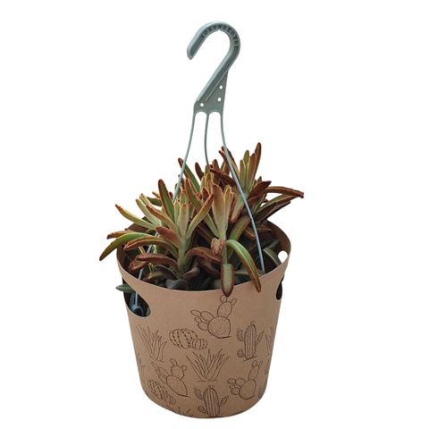 Kalanchoe tomentosa 'Chocolate Soldier'