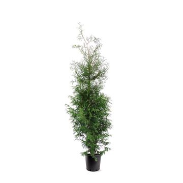 Thuja occidentalis 'Brabant'