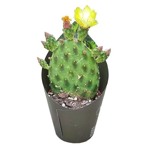 Opuntia rhodantha