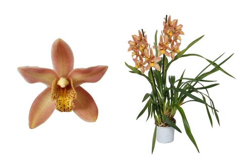 Cymbidium WILHELMINA