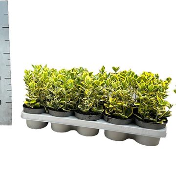 Euonymus japonicus MARIEKE