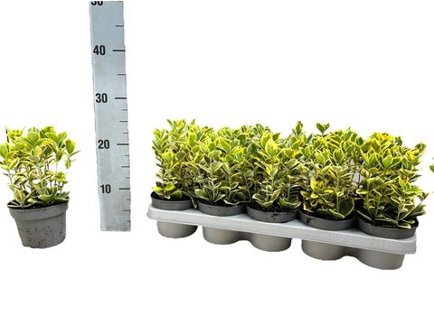 Euonymus japonicus MARIEKE