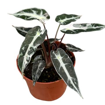 Alocasia BAMBINO VARIEGATA