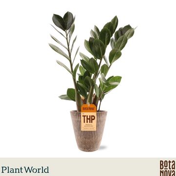 Zamioculcas zamiifolia