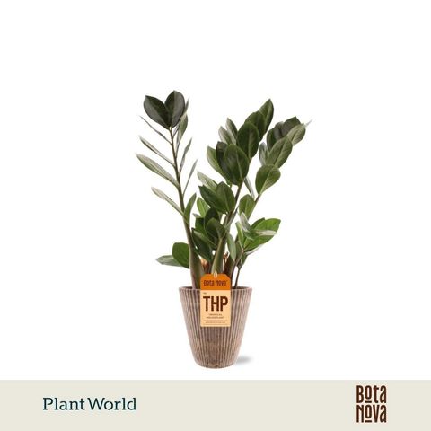 Zamioculcas zamiifolia