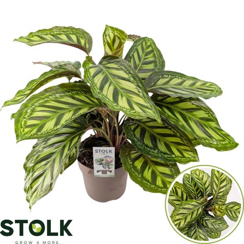 Calathea 'Moonlight'