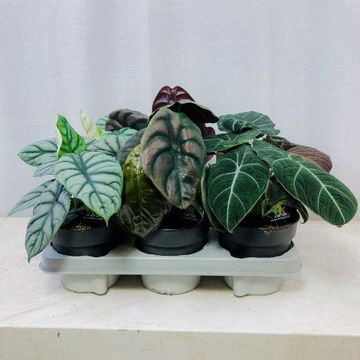 Alocasia MIX