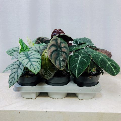 Alocasia MIX