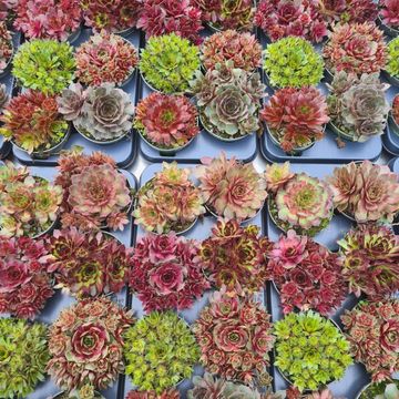 Sempervivum MIX