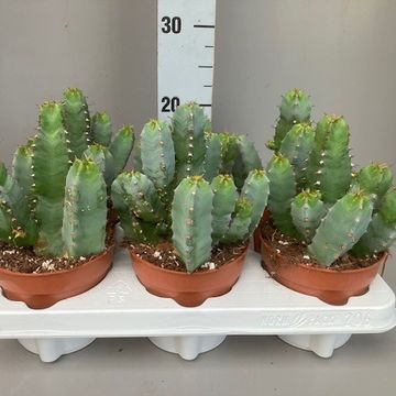 Euphorbia resinifera