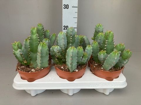 Euphorbia resinifera