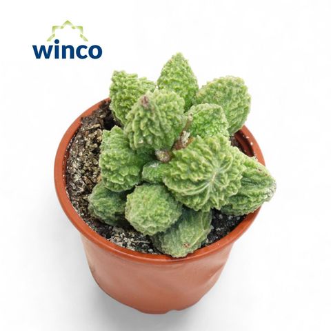 Adromischus marianae herrei 'Lime Drops'