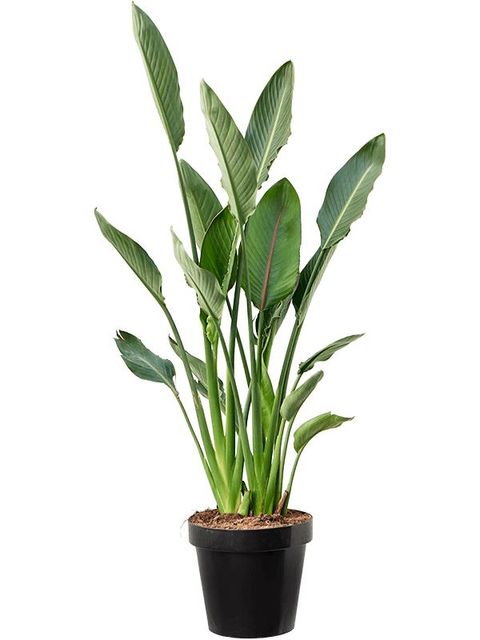 Strelitzia reginae