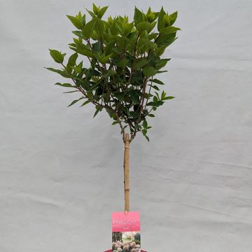 Hydrangea paniculata GARDENLIGHTS MIX
