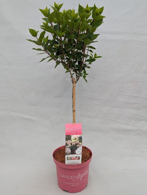 Hydrangea paniculata GARDENLIGHTS MIX