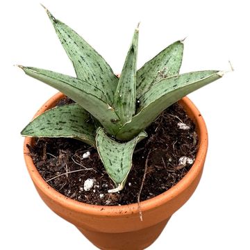 サンスベリア Sansevieria Zebra sansevieria hahnii zebra – Succulentasia