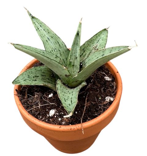 Sansevieria 'Cinta'